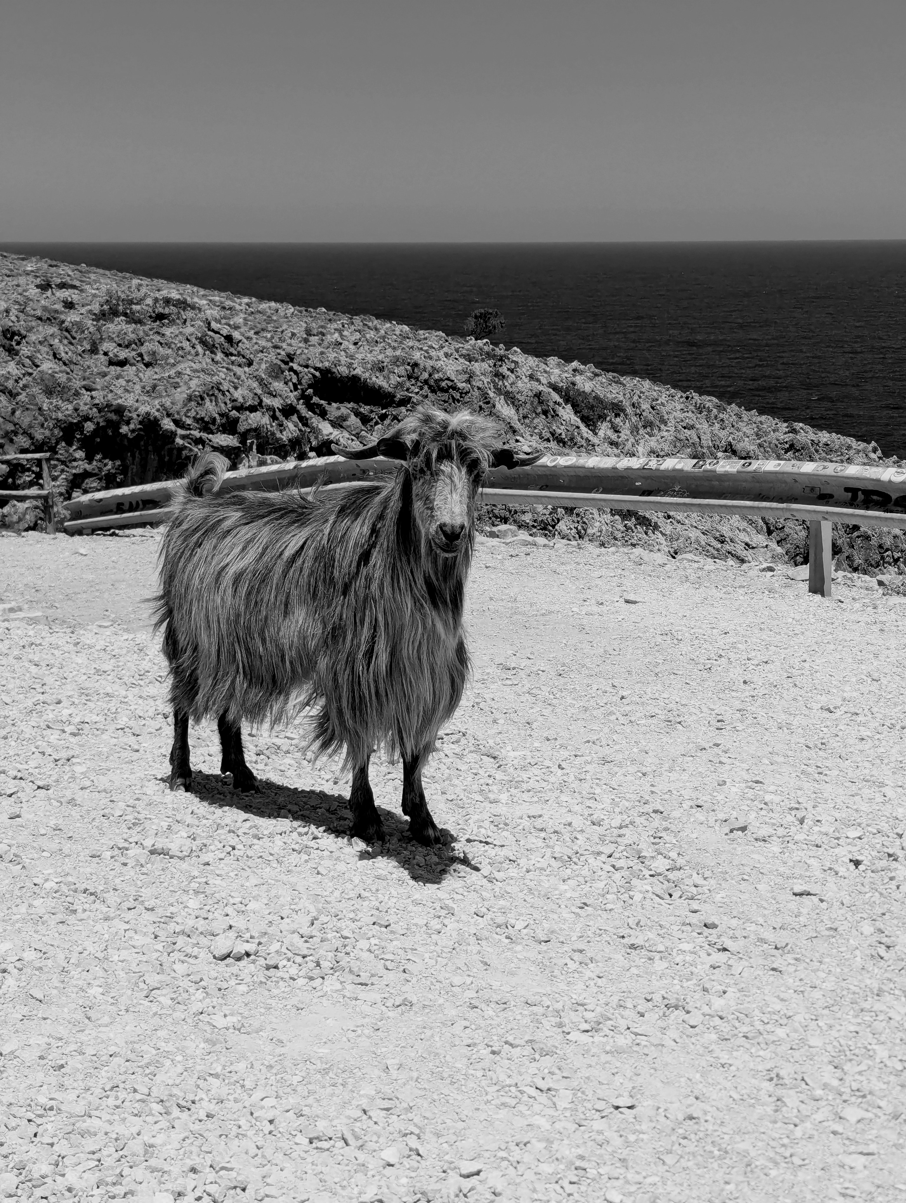 Beautiful chania goat